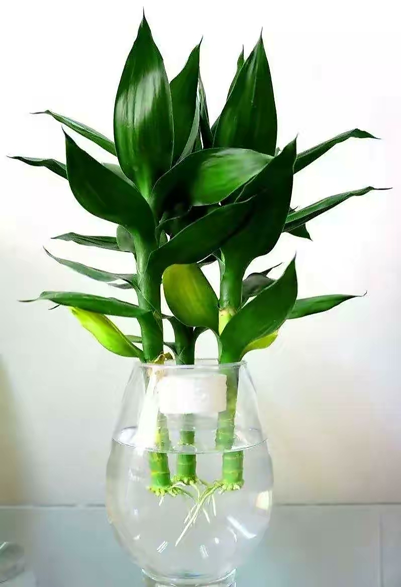 怎么样让水培富贵竹长得茂盛,短粗富贵竹水培方法