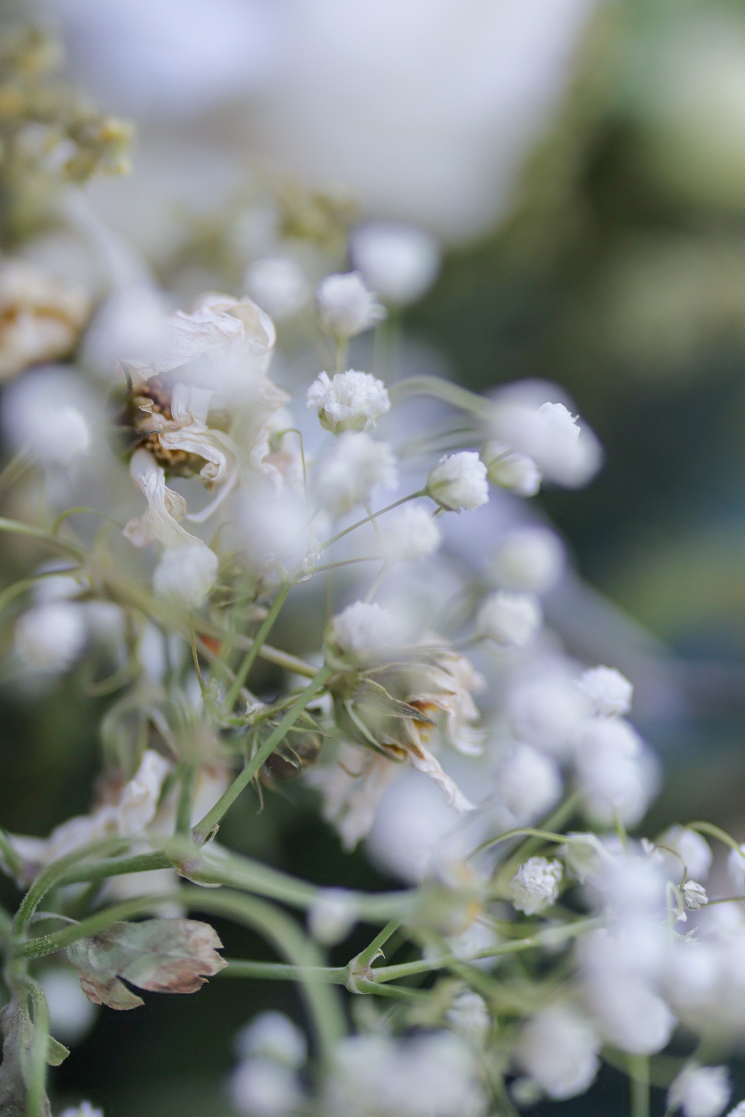佳能eosr50详细介绍,佳能EosR50优缺点
