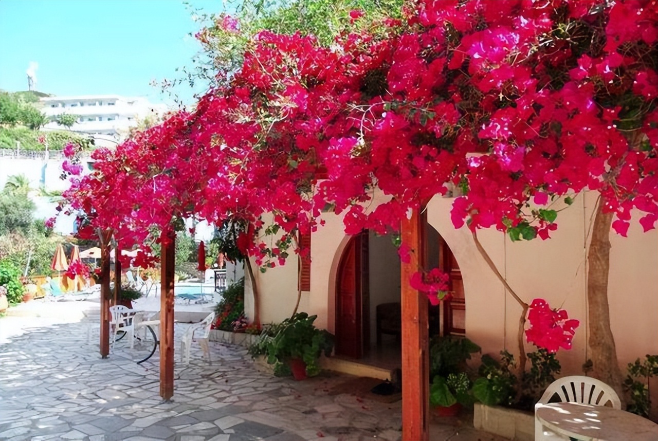 什么品种的巴西花好,巴西进口最好养的花