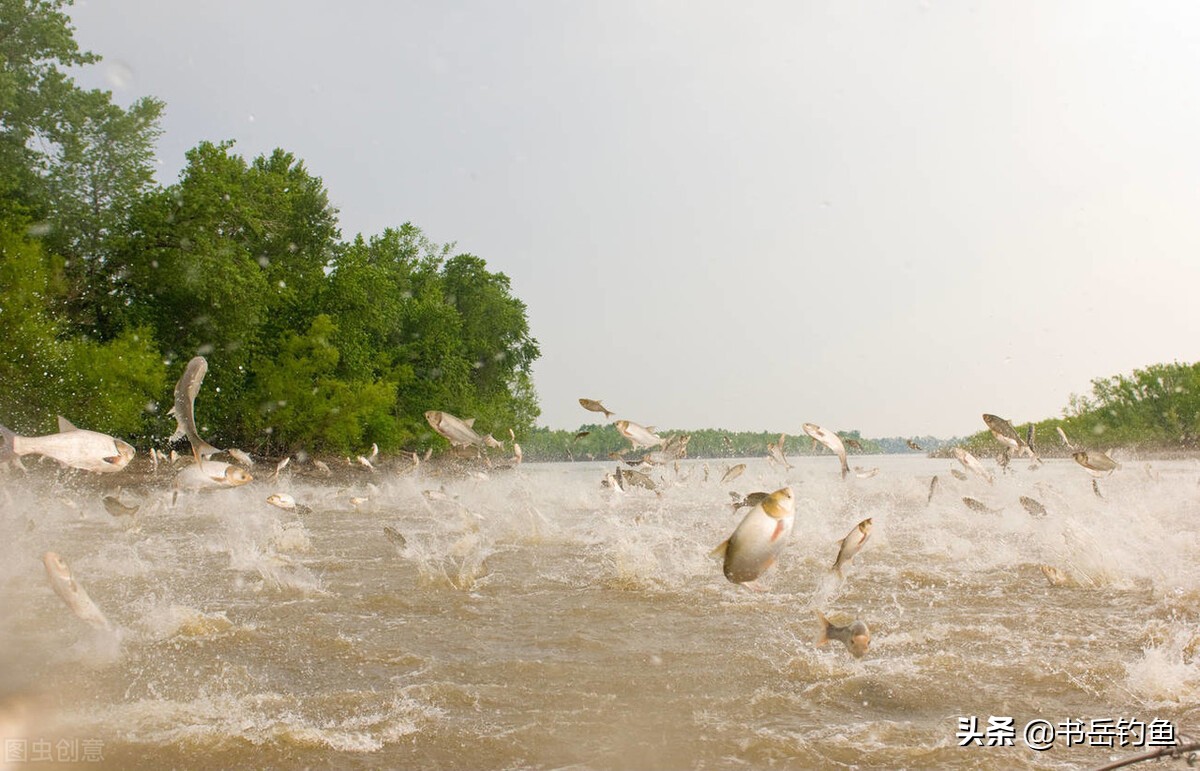 王者之战鲢鳙比赛,王者之战为什么改钓点了