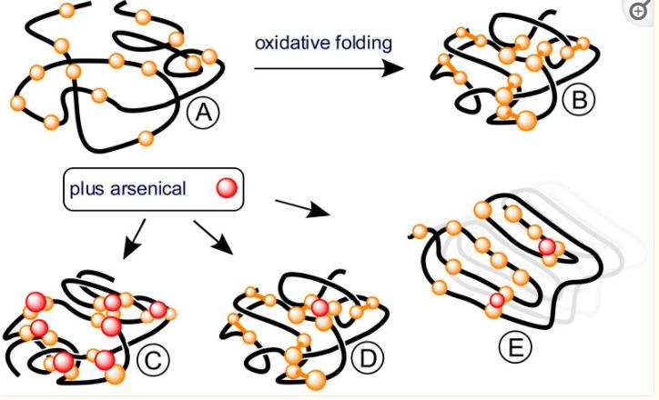 探究砷（III）物质在体外抑制氧化蛋白折叠应用