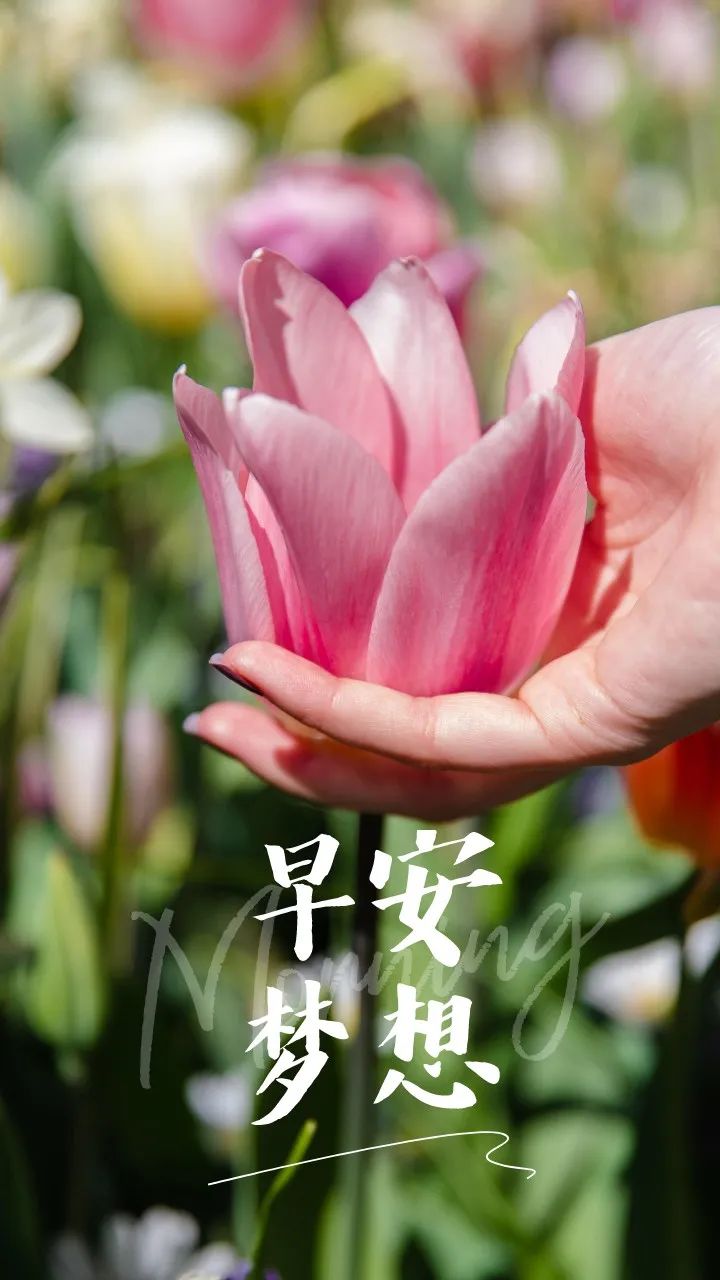 早安语录正能量朋友圈关于梦想,有梦想励志早安语句带图片