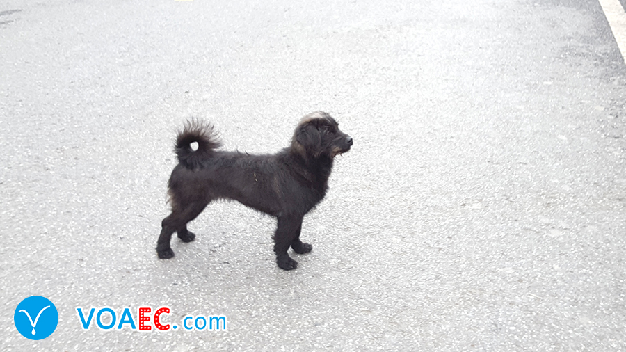 Dogdoesnteatdog是什么意思？是“狗不吃狗”？