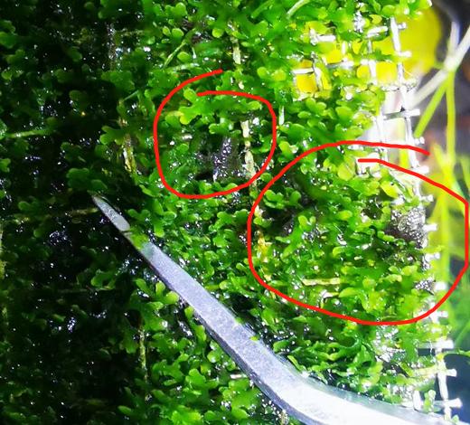 藻类植物可以预防疾病吗,杀菌盐可以预防藻类吗