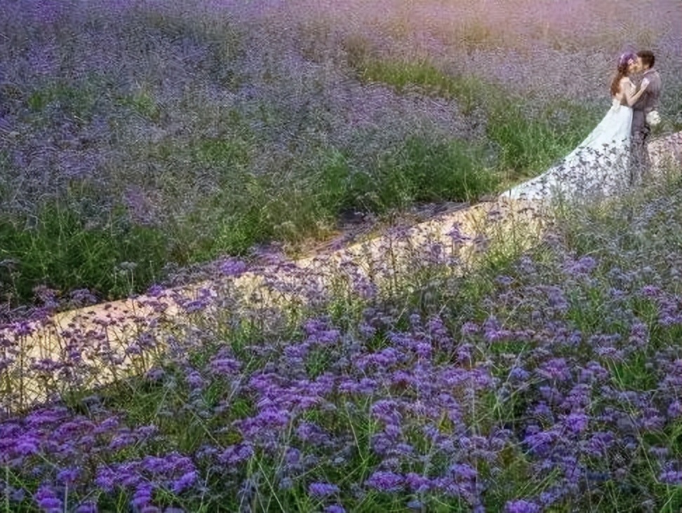 花田小镇爱丽丝,8000亩花田小镇