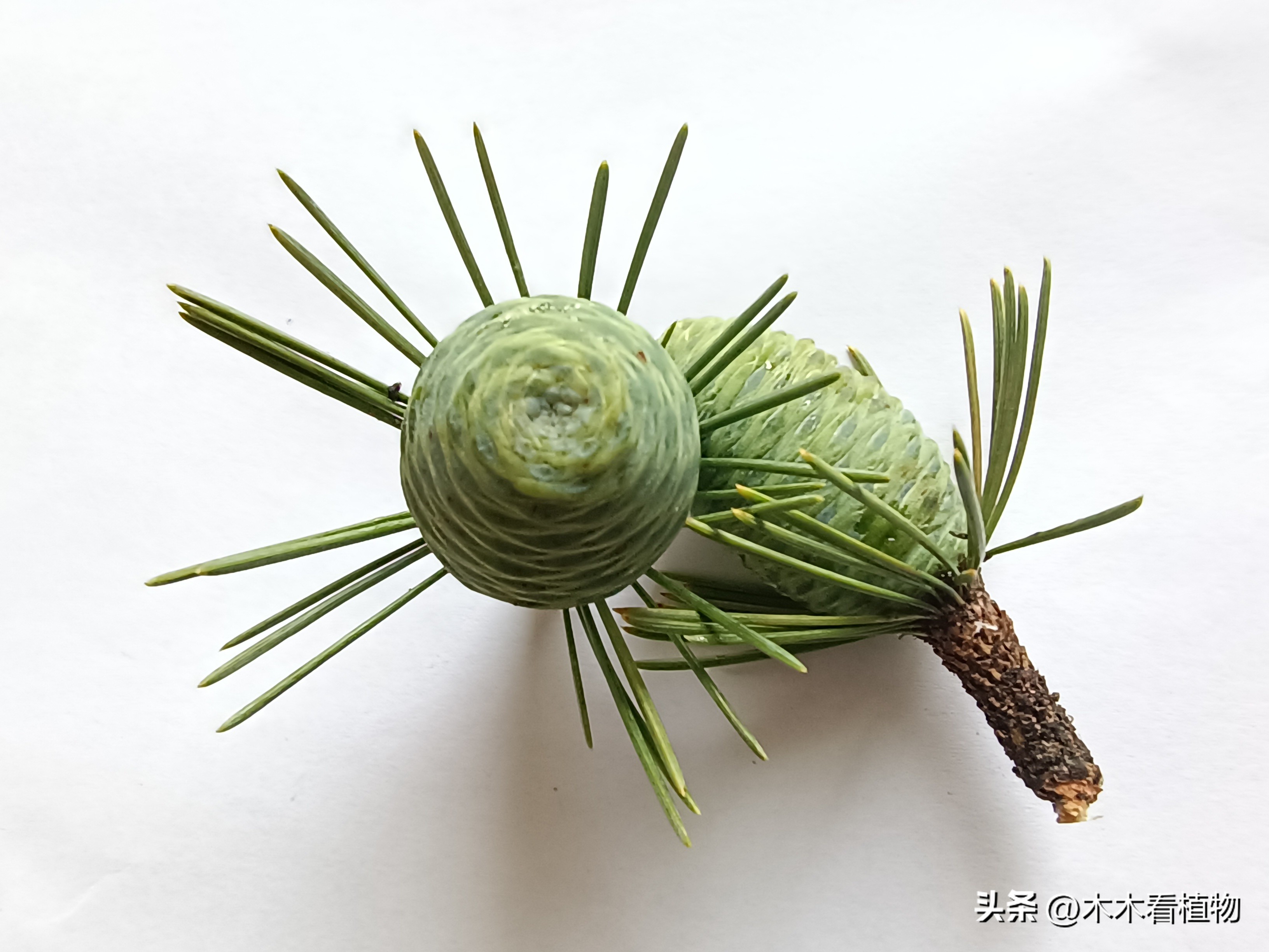 一颗迷人的松果,美丽松果