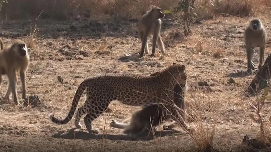 进击的狗群：非洲野狗在三年内，干掉了五十多只狒狒