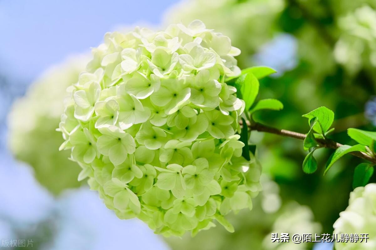 你喜欢夏天的哪些花,夏天盛开的花是什么花