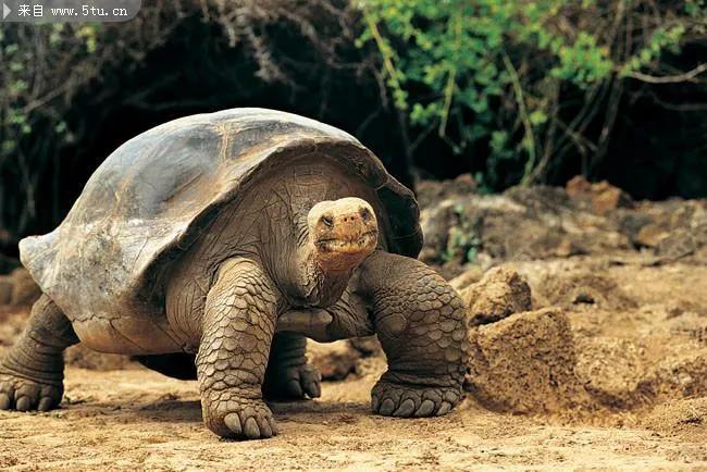 可爱的小乌龟优秀作文1000字,写小乌龟的优秀作文