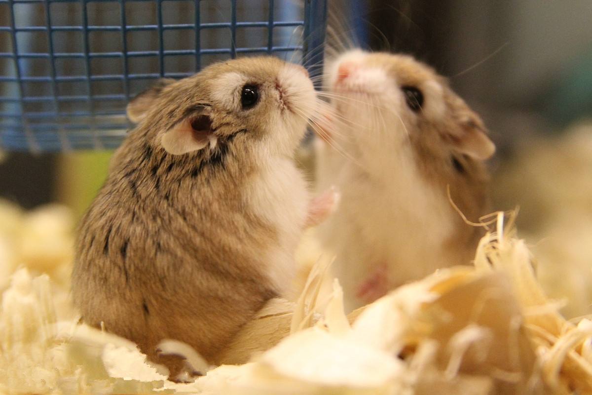 仓鼠挑食怎么办最有效的方法,怎样解决仓鼠挑食的毛病