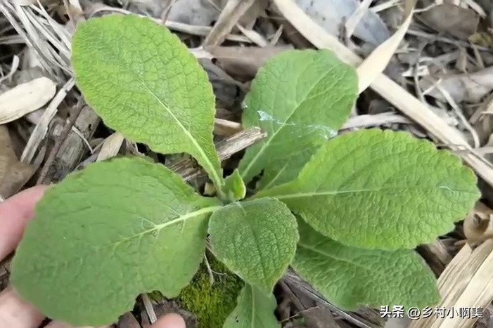 农村这种植物之前无人问津,农村容易得到止咳化痰的草