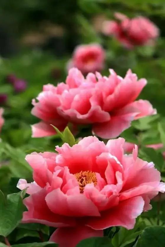 谷雨时间赏牡丹,谷雨节气一起赏牡丹