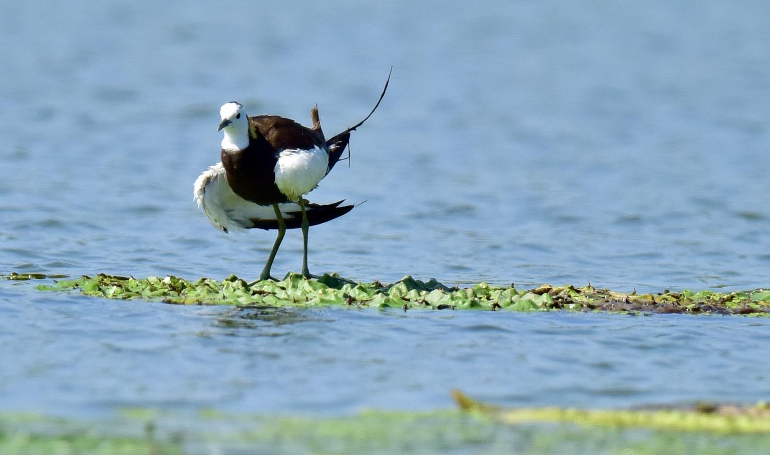 云南惊现罕见的“神仙鸟”，相传百年才出现一次，这有什么征兆？