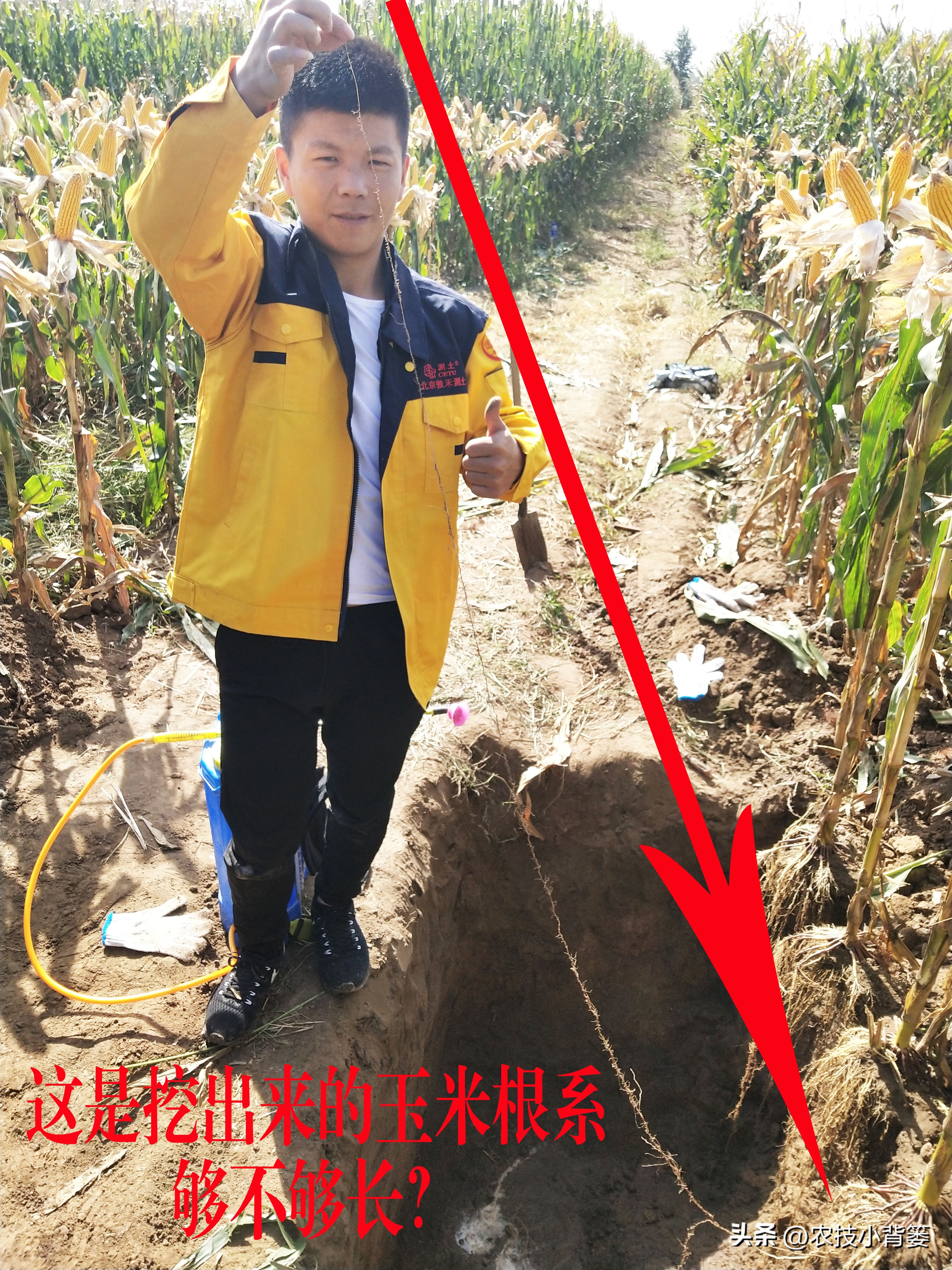 植物根损坏了还能生长吗,植物根伤了怎么治