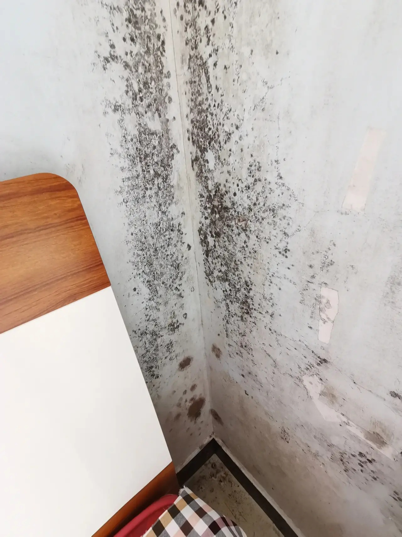 屋里潮湿起霉斑怎么去除,潮湿发霉怎么快速消除霉点