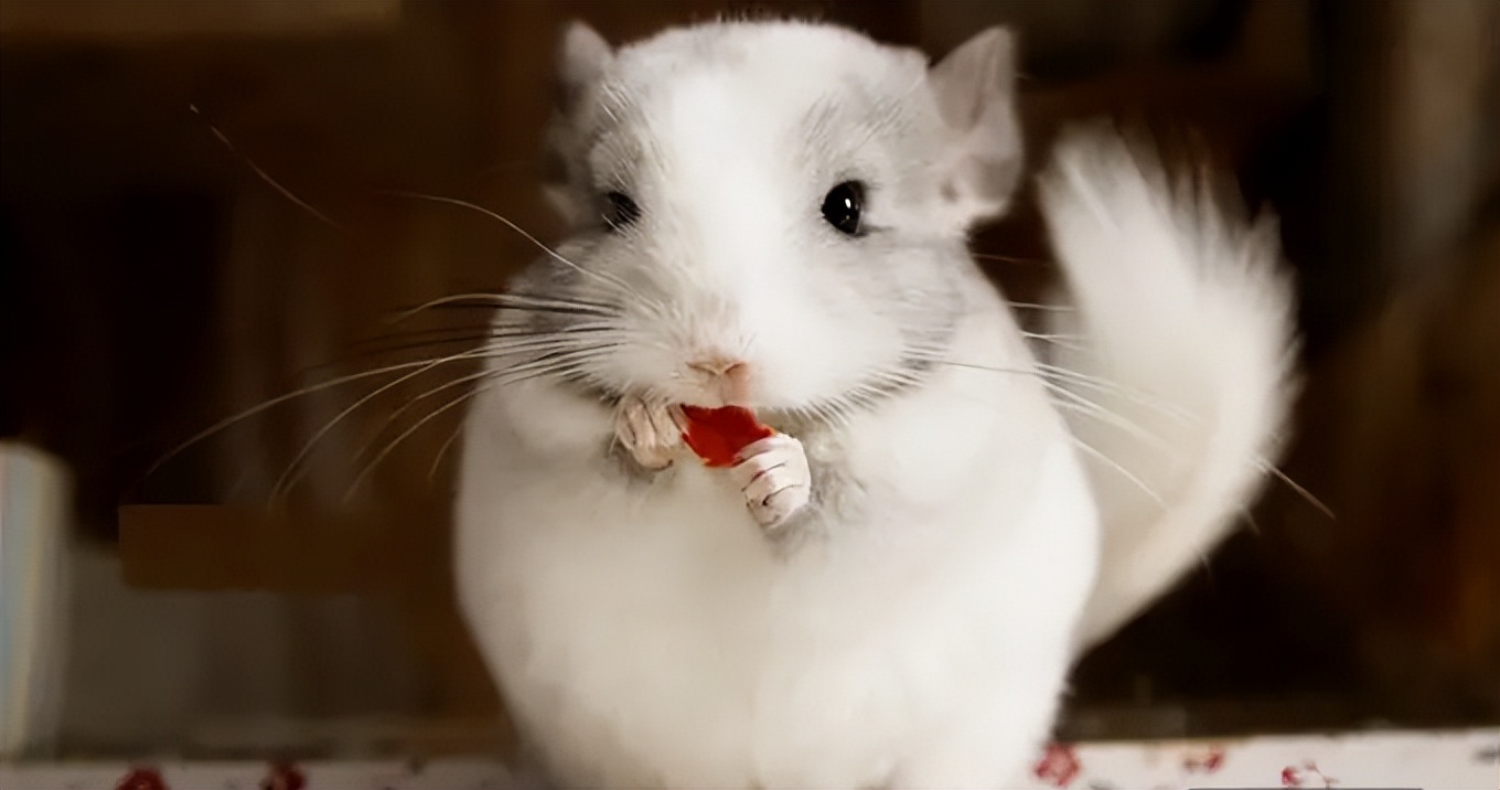 养超可爱的龙猫宝宝,适合新手养的宠物龙猫