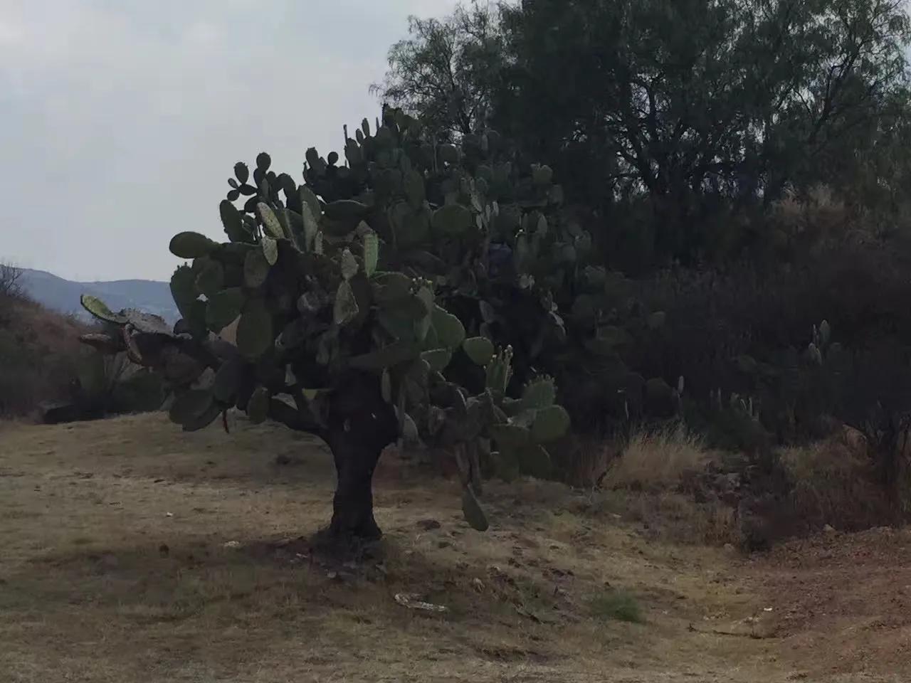 墨西哥城的人情世故,记忆中的墨西哥城