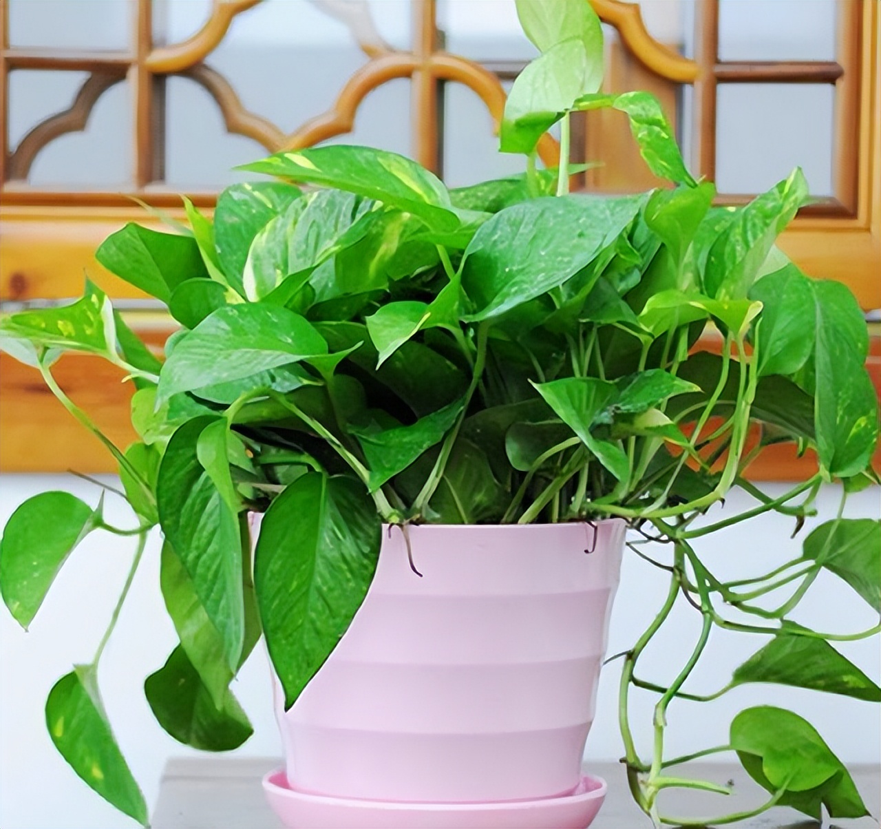 过期的各种药片混在一起浇花好吗,四种过期药片可以浇花