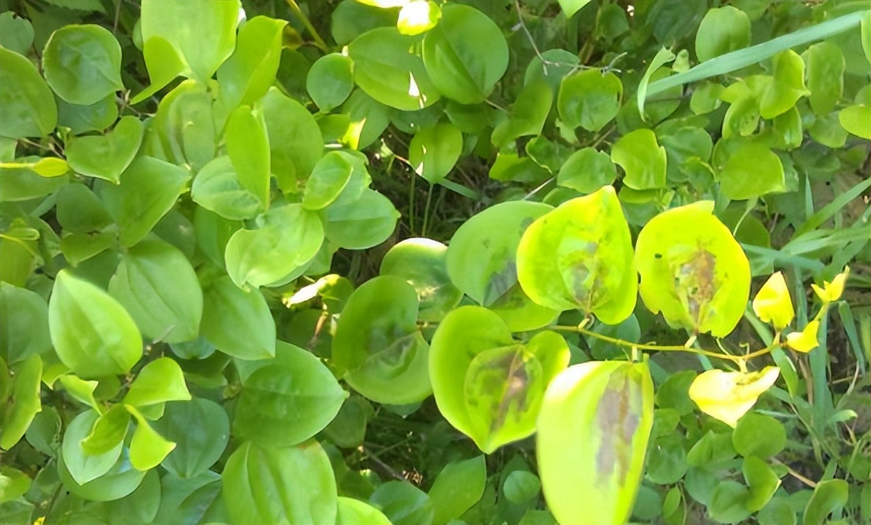 菝葜和金刚藤区别,菝葜金刚藤