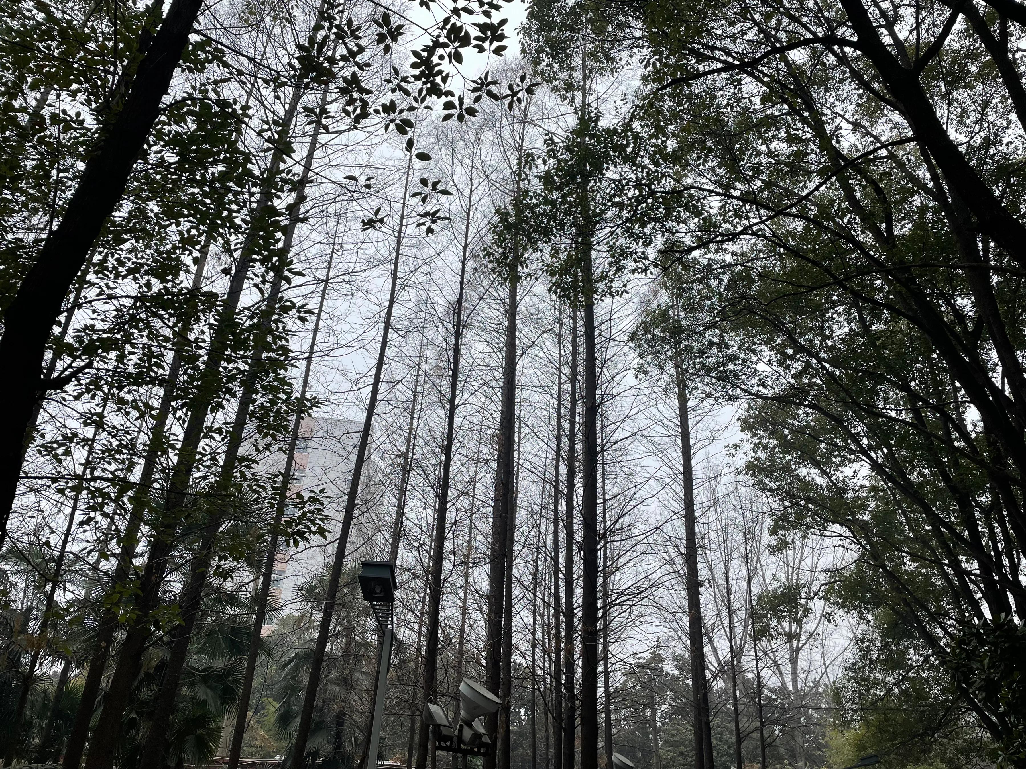 年味已至：看生机藏于萧瑟，把寒冬泡进热茶