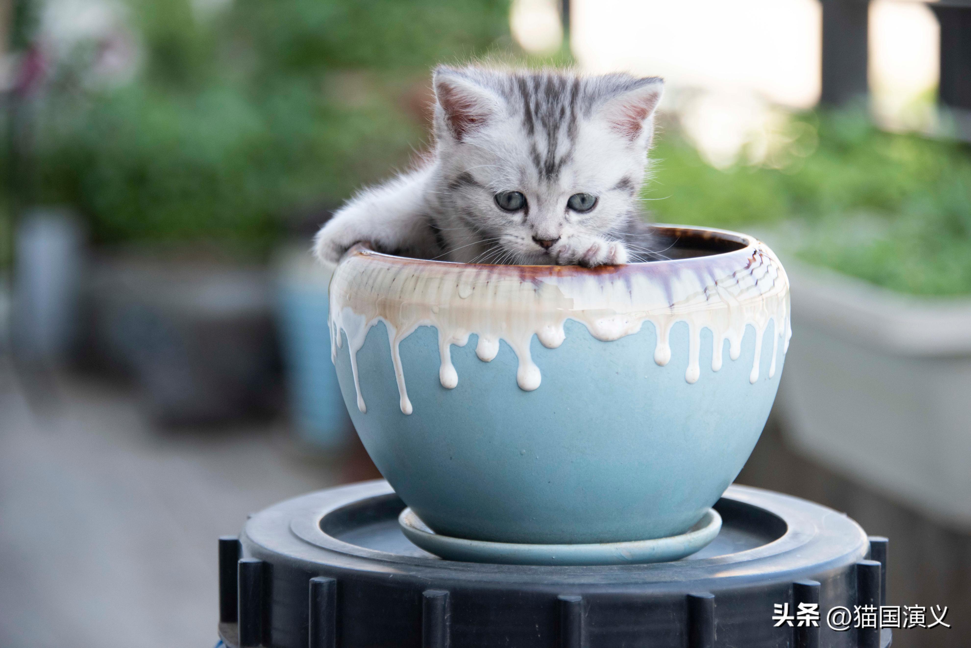 怎么让猫咪熟悉自己的猫窝 (猫咪适合什么样的猫窝)