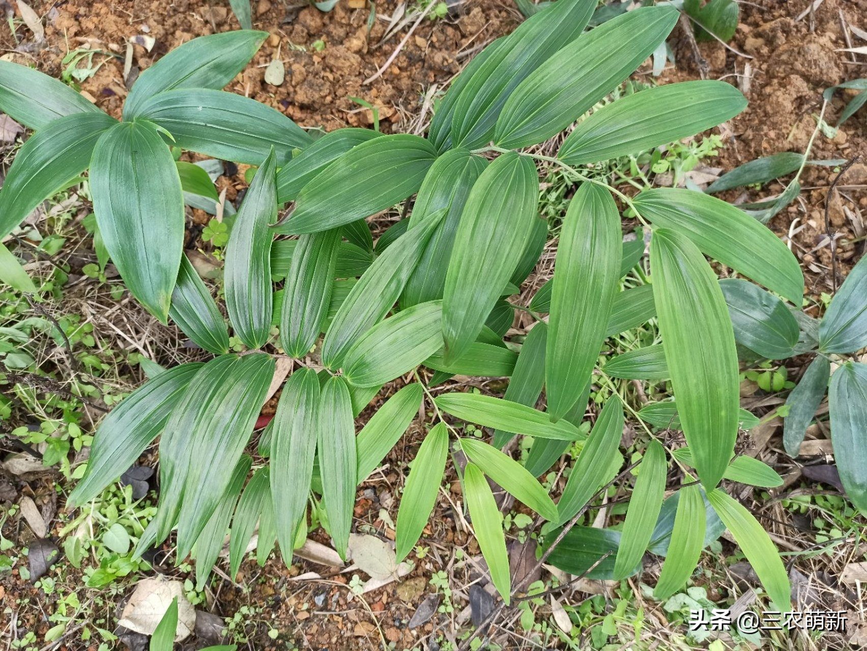 野生鸡头参采挖,鸡头参能不能经常挖