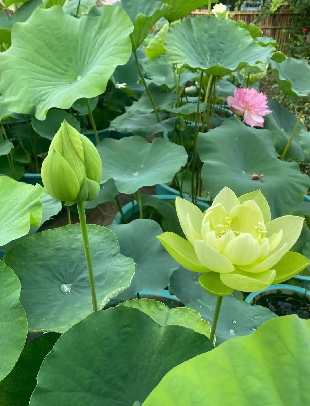 荷花的各种雅称大全,诗词中的荷花代表什么