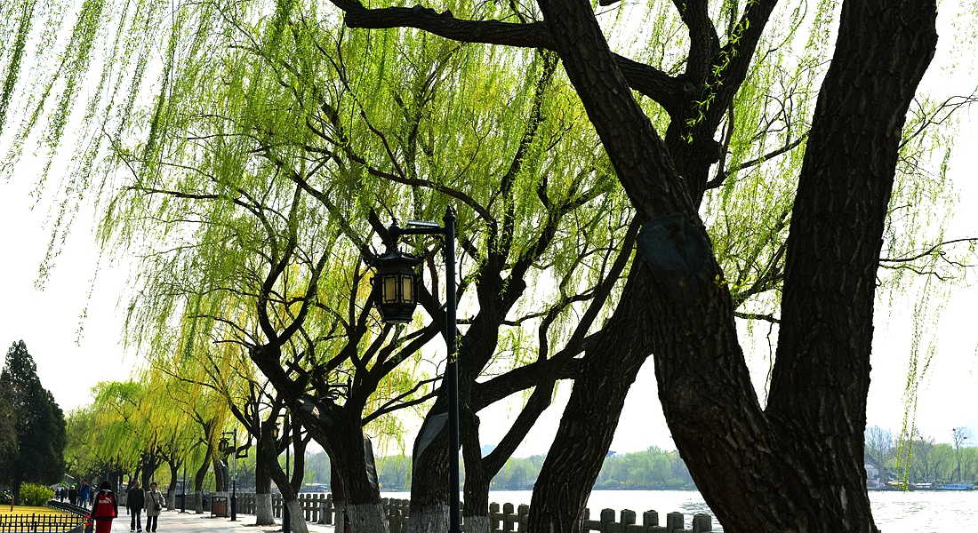 折柳寄情来自哪首古诗词,折柳寄深情