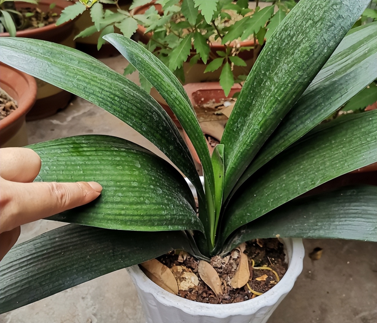 君子兰剃头后如何养,什么时候给君子兰剃头