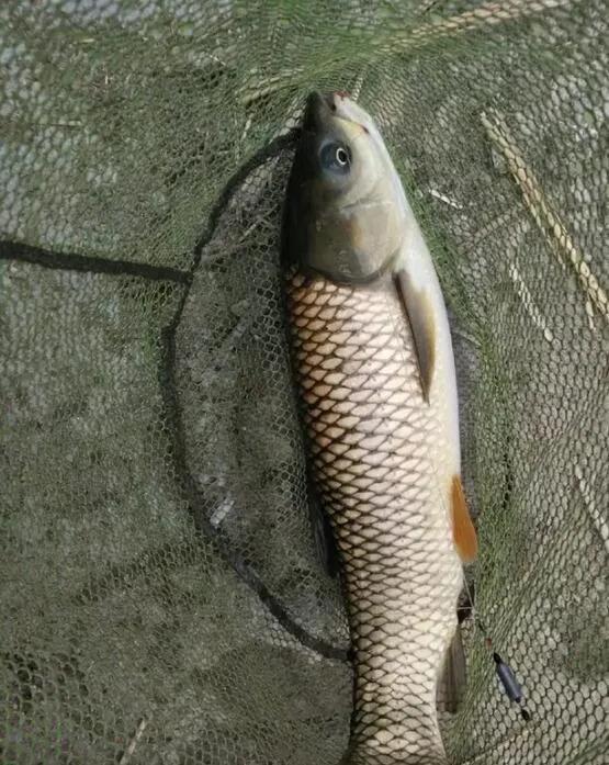 野钓草鱼7米2手竿28调还是19调实用,野钓草鱼上鱼时间