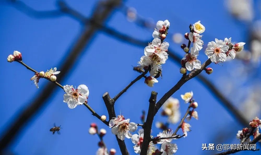 继续封控管理，邯郸最新通告！多地发布核酸检测结果！轨迹公布|依法处置|4月11日邯郸新闻早报