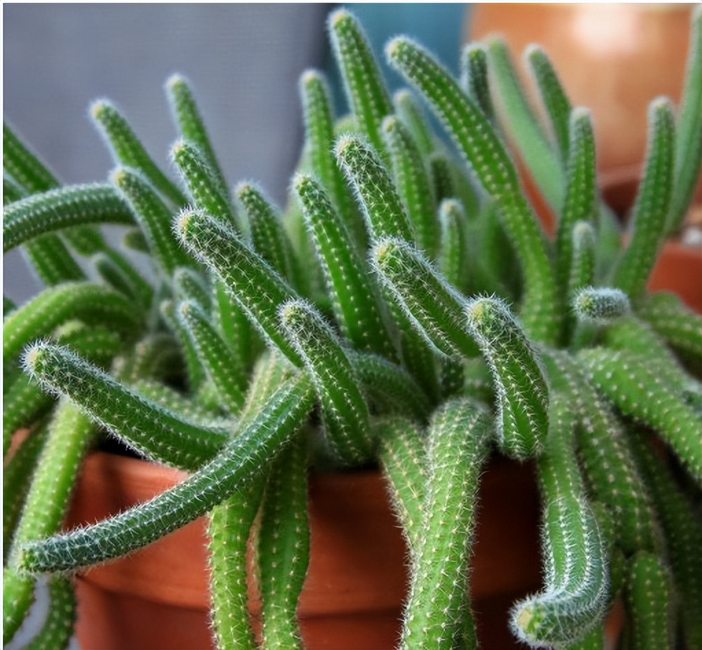 28种不同类型的仙人掌植物,多种品种仙人掌如何栽种