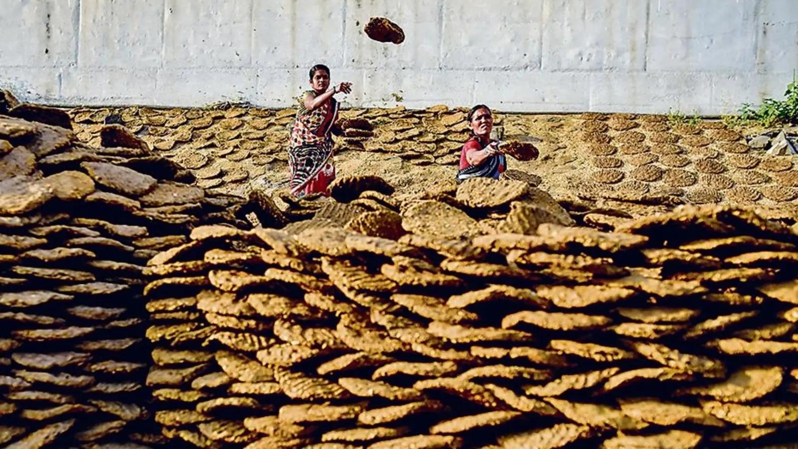 印度牛粪饼网上热销一度卖到断货,印度的牛粪饼是干什么用的