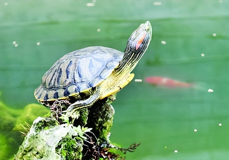 巴西龟是入侵物种为什么还要养,巴西龟可以吃蓝色小龙虾吗