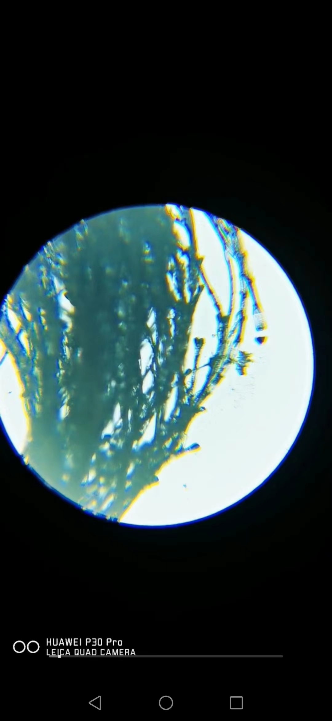 藻类植物可以预防疾病吗,杀菌盐可以预防藻类吗