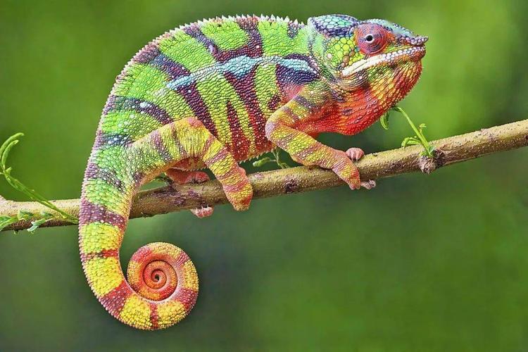 古代守宫砂灵验吗,古代守宫砂是什么原理