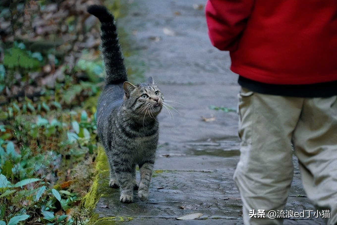 舌尖上的中国泸州古蔺椒麻鸡,古蔺麻辣鸡是哪里的特色小吃