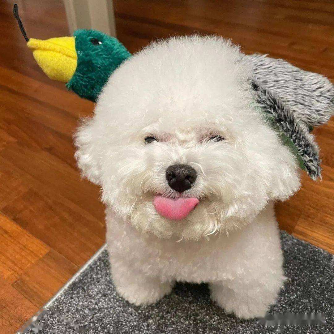 狗狗中最乖的狗是哪一种,狗界最怂的6种狗有危险溜得很快