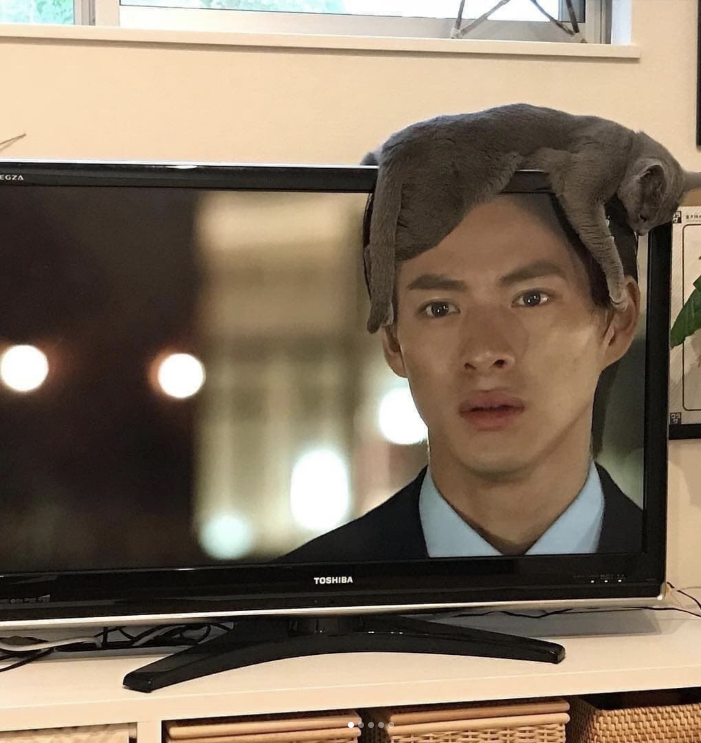 什么猫粮最好又实惠又好,比较贵的猫粮排行榜