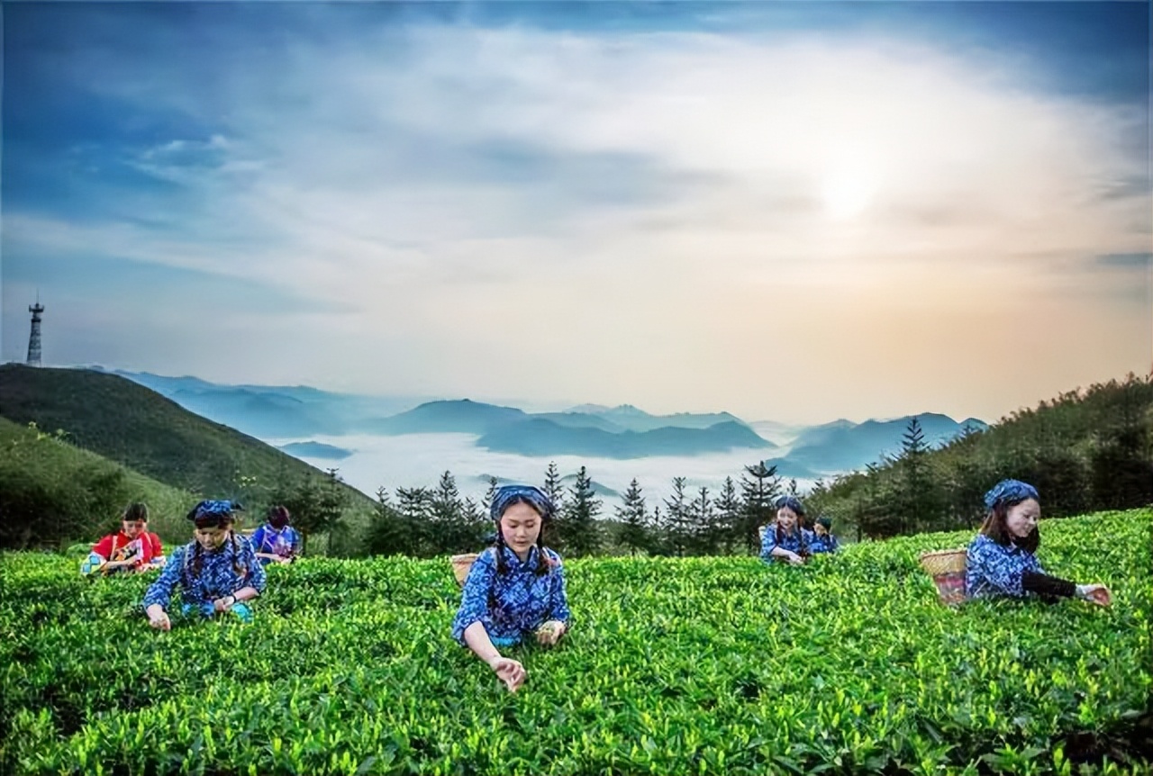 黑茶之乡在哪里,安化的黑茶文化