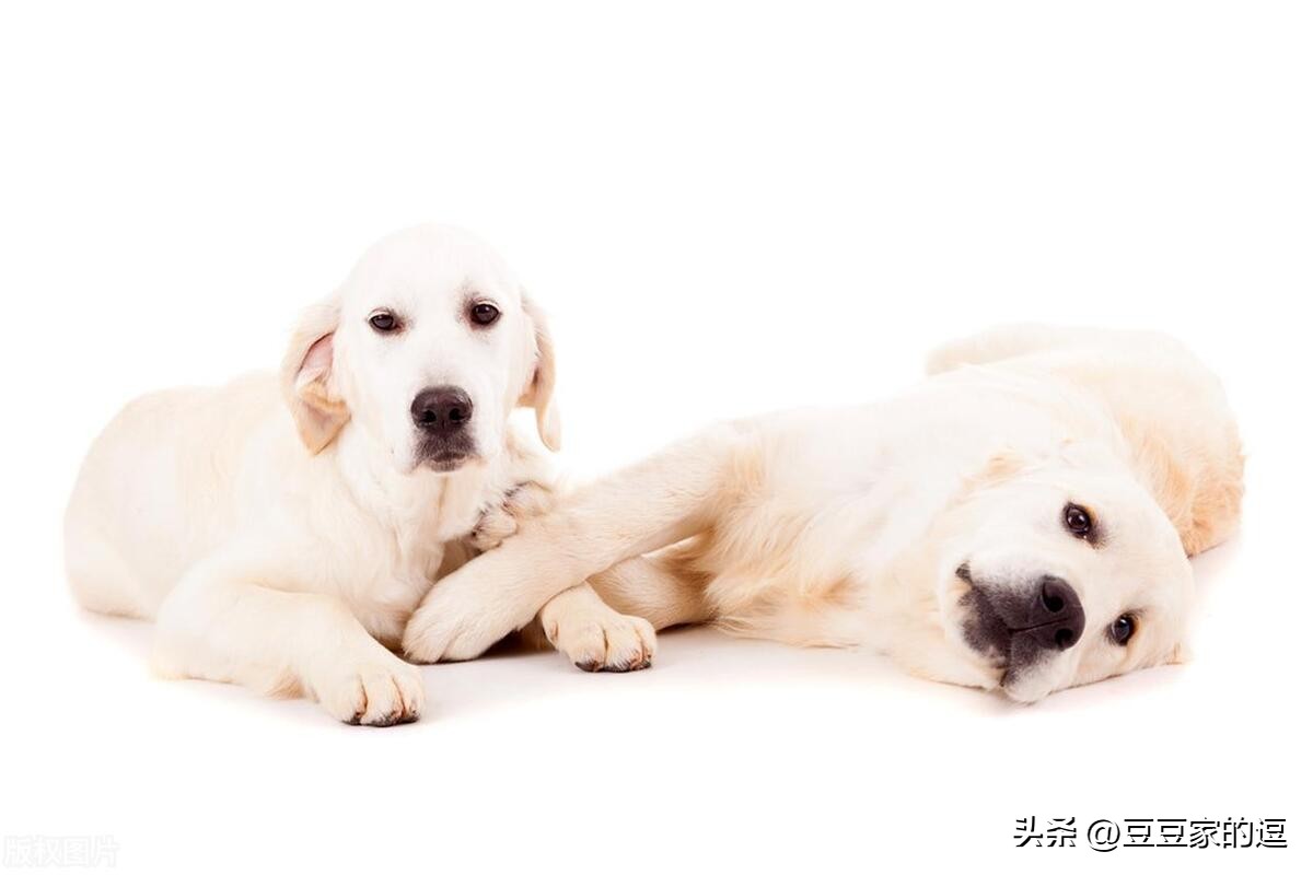 金毛累瘫呕吐起不来怎么办,金毛生病恢复后怎么引导吃食