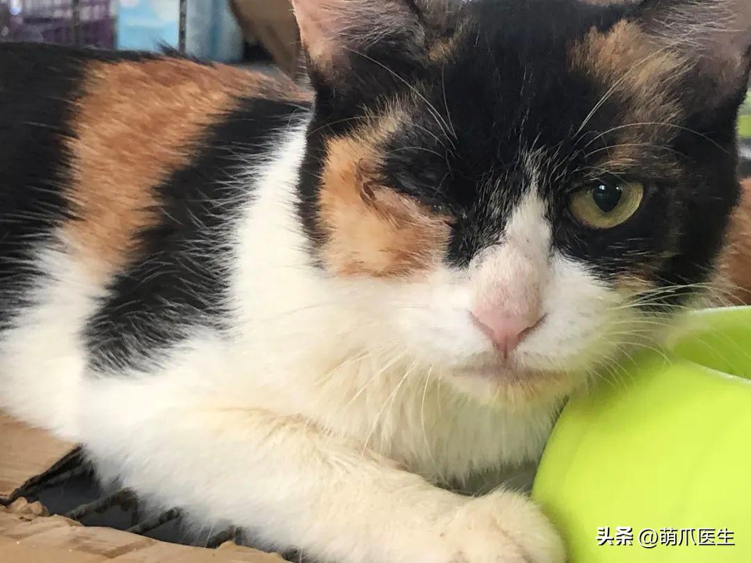 有的猫身体很软有的猫就硬,有的猫就是天生的坏种