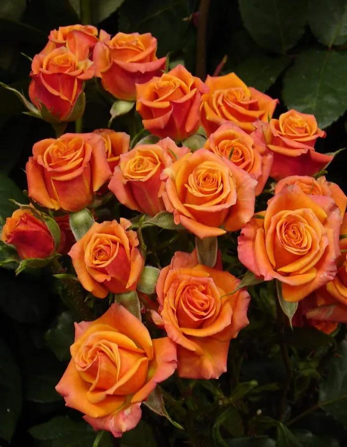 十大名花花卉,国画花卉图片大全