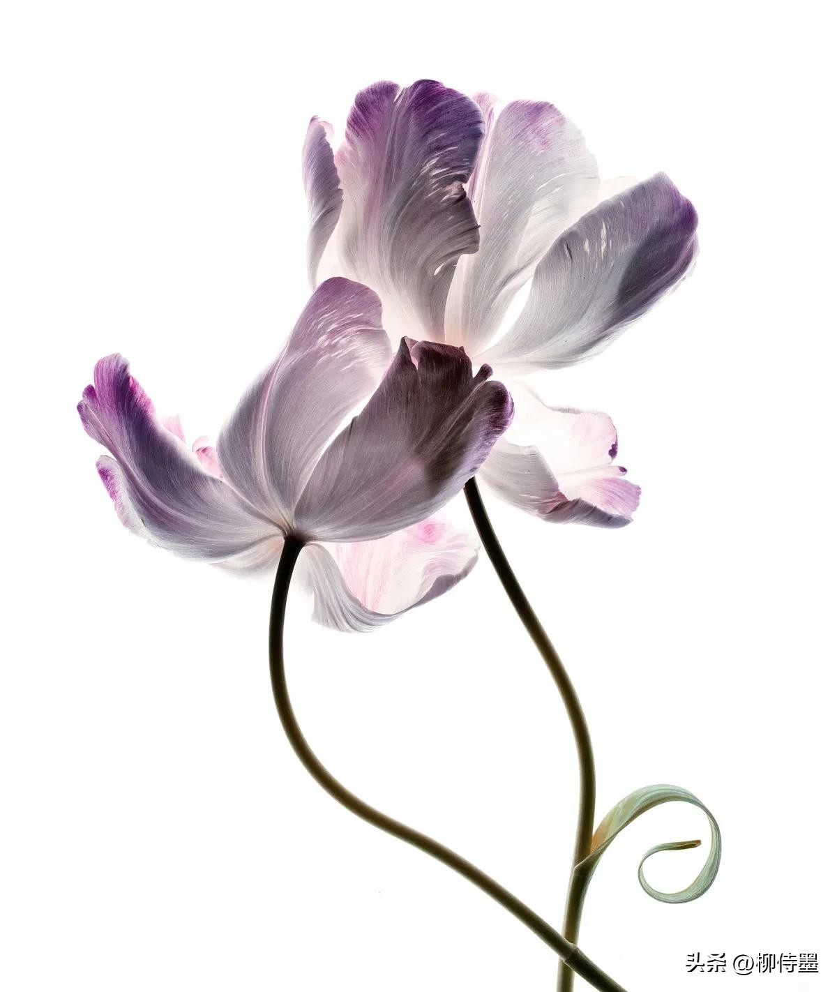 手机拍摄花朵的摄影技巧,拍照技术技巧花朵