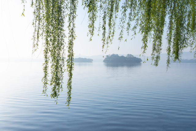 咏柳唐贺知章的古诗,咏柳贺知章教学实录