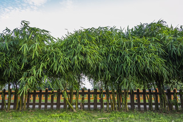 罗汉竹盆景,罗汉竹