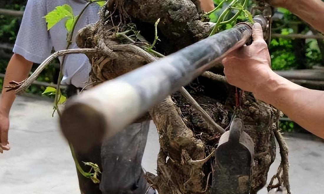 四川老汉挖出250斤人形树根,四川男子挖到人形树根