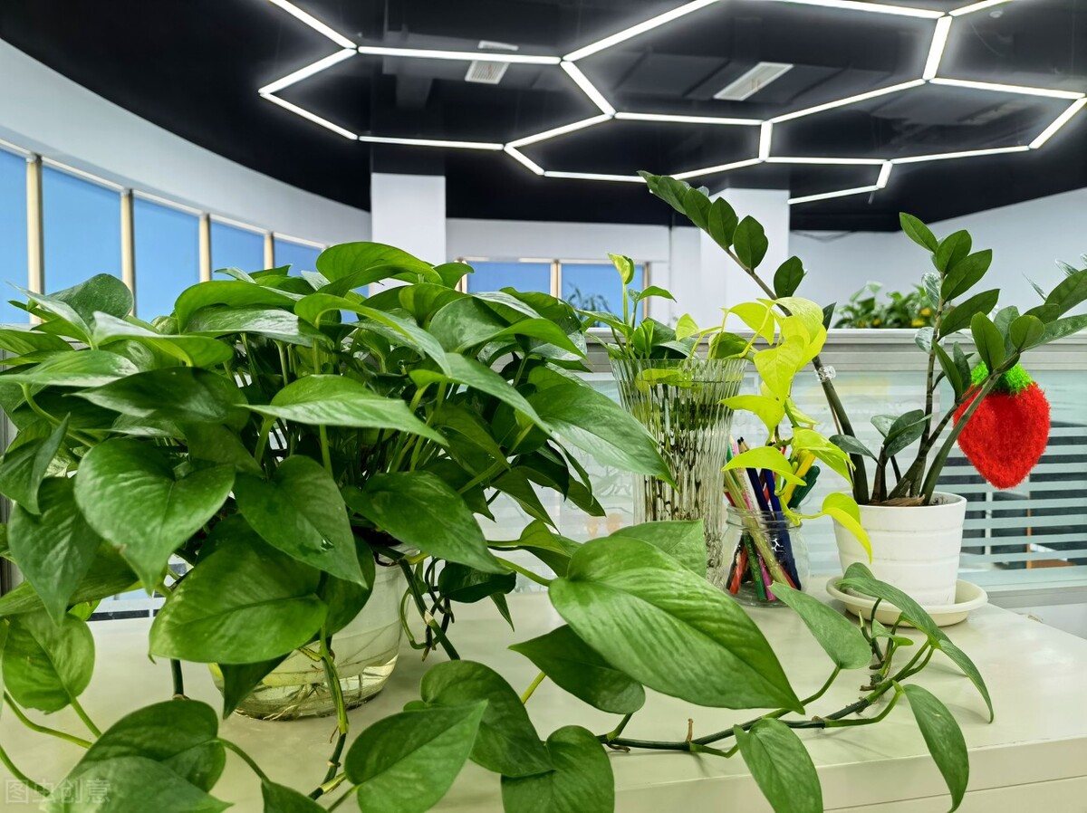 室内水培植物怎样防止蚊虫滋生,除蚊虫的最快的土方法