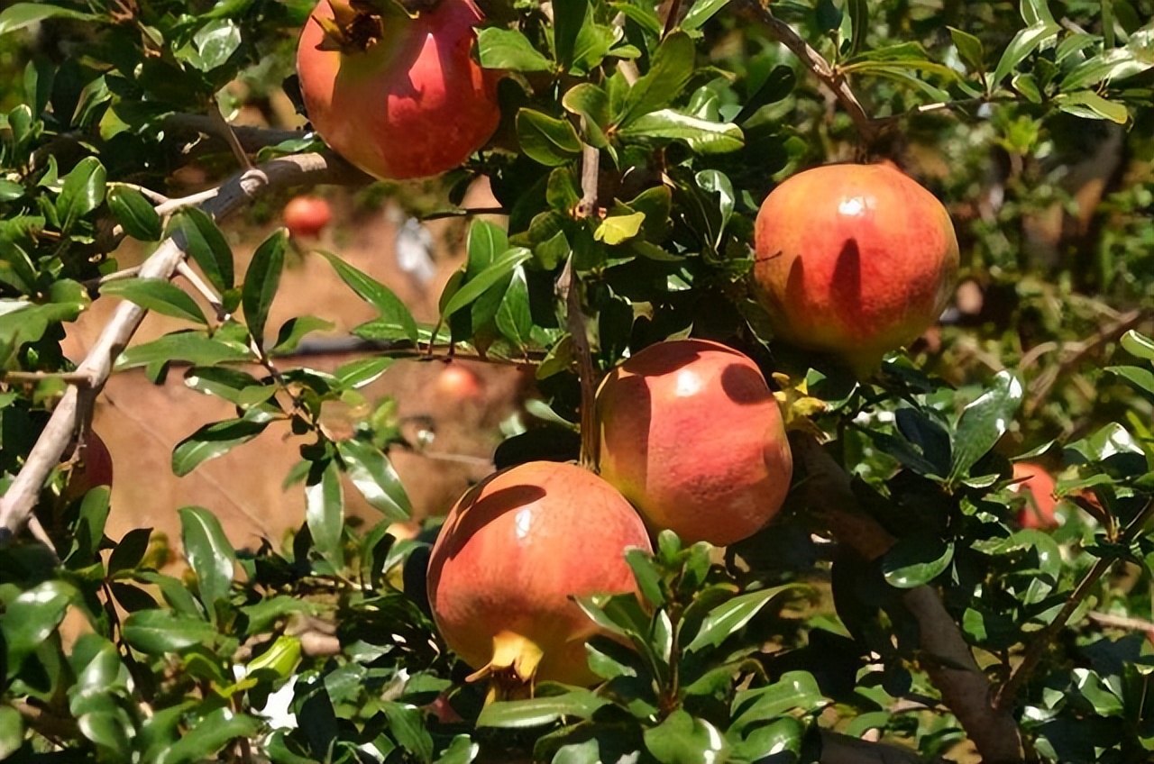 农村自建房庭院门前种什么果树好,东北地区庭院里门前适合种什么树