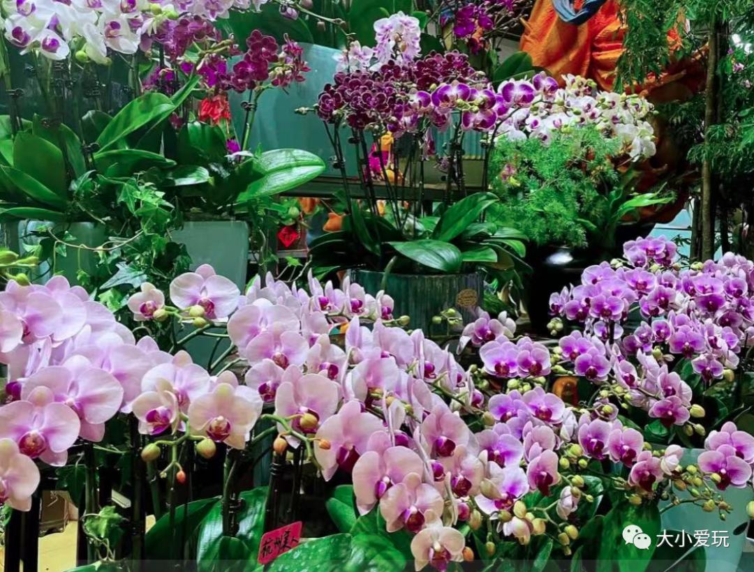 北京最美的花鸟市场,北京值得逛的花鸟市场